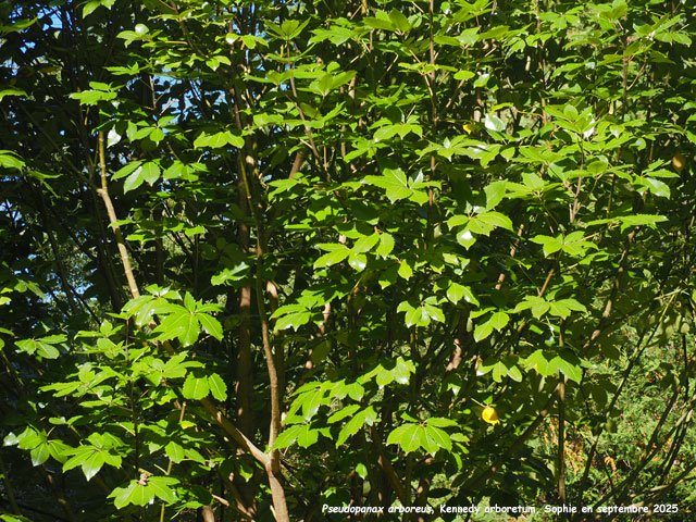 Pseudopanax arboreus
