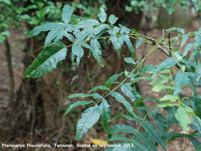 Pterocarya fraxinifolia