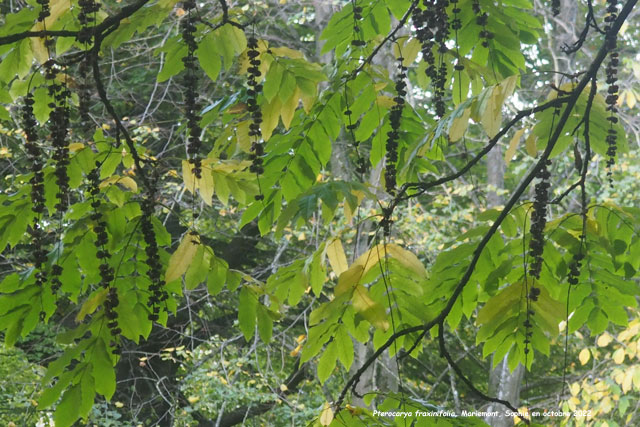 Pterocarya fraxinifolia