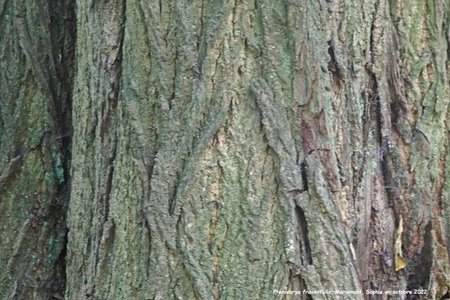 Pterocarya fraxinifolia