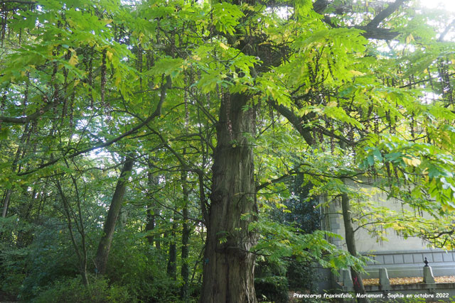 Pterocarya fraxinifolia