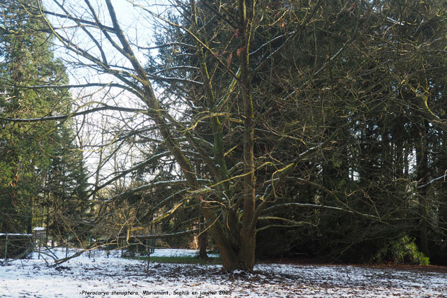 Pterocarya stenoptera