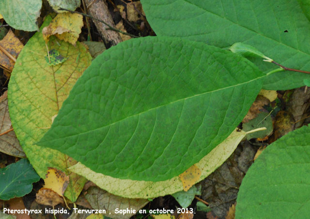 Pterostyrax hispida