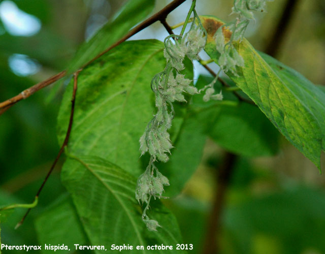 Pterostyrax hispida