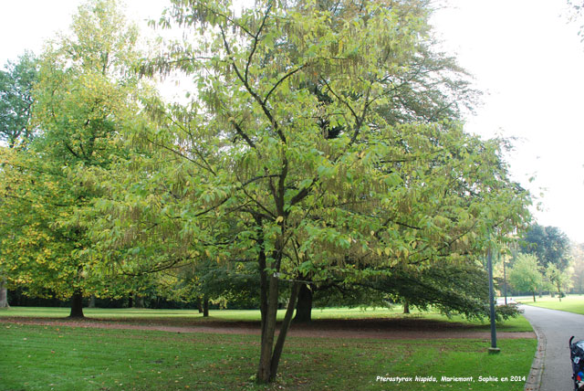 Pterostyrax hispida
