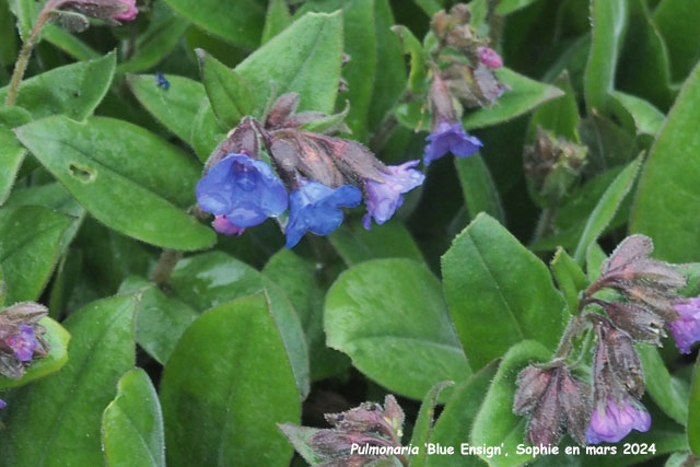 Pulmonaria 'Blue Ensign'