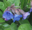 Primula 'Blue Ensign'