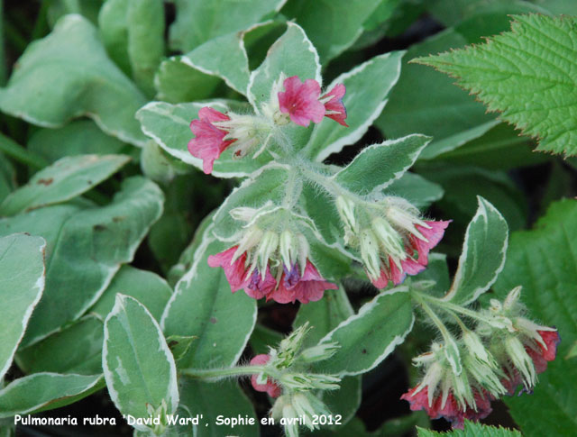 Pulmoaria rubra 'David Ward'