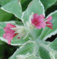 Pulmonaria rubra 'David Ward'