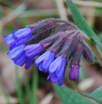 Pulmonaria longifolia