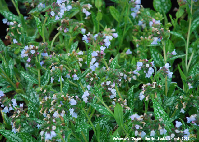 Pulmonaria 'Ocupol'