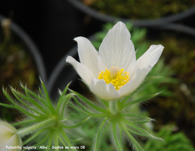 Pulsatilla vulgaris 'Alba'