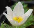 Pulsatilla vulgaris 'Alba'