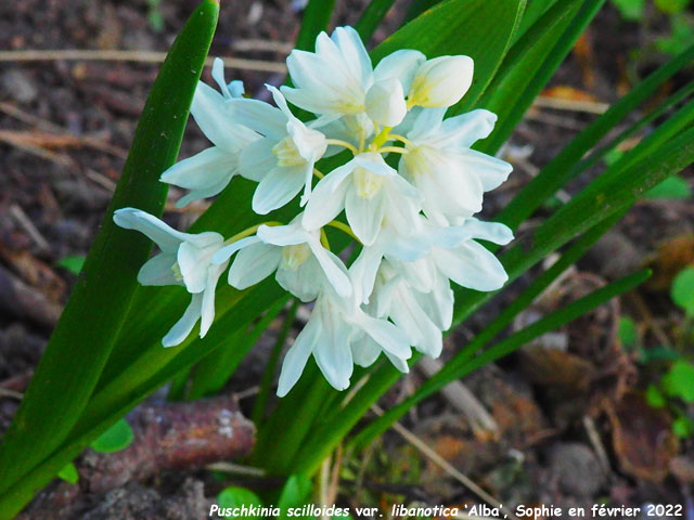 Pusckinia sciloides var. libanotica 'Alba'