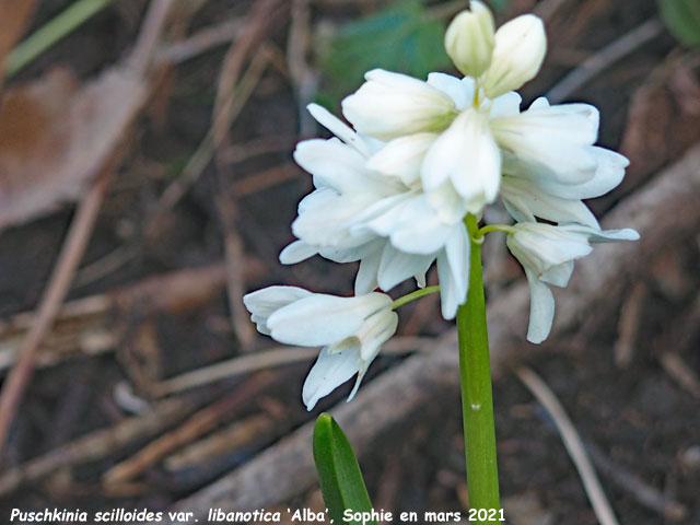 Pusckinia sciloides var. libanotica 'Alba'