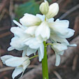 Puschkinia scilloides var. libanotica 'Alba'