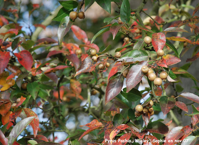 Pyrus pashia