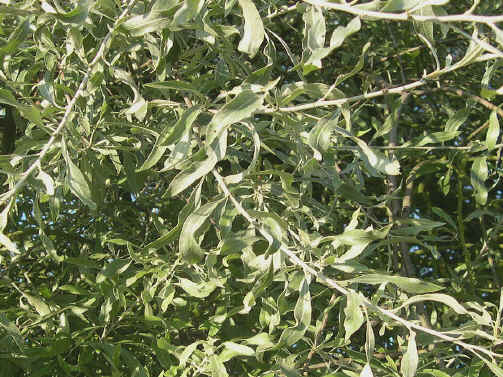 Pyrus salicifolia