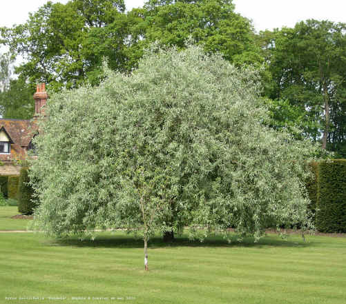 Pyrus salicifolia 'Pnedula'