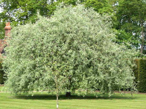 Quercus salicifolia 'Pendula'