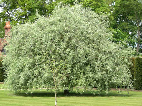 Pyrus salicifolia 'Pendula'