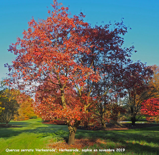 Quercus serrata 'Herkenrode'