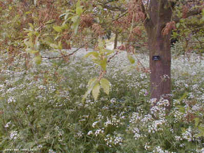 Quercus libani