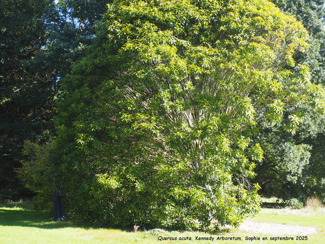 Quercus acuta