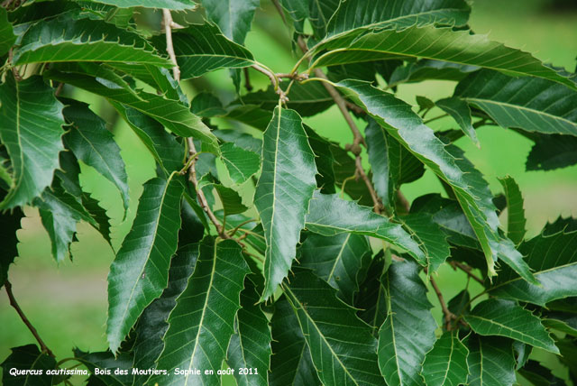 Quercus acutissima