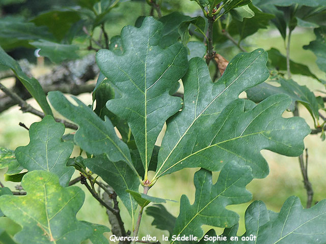 Quercus alba