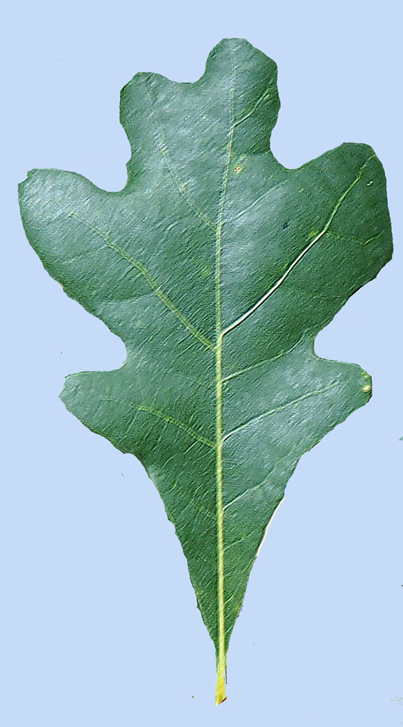 Quercus robur