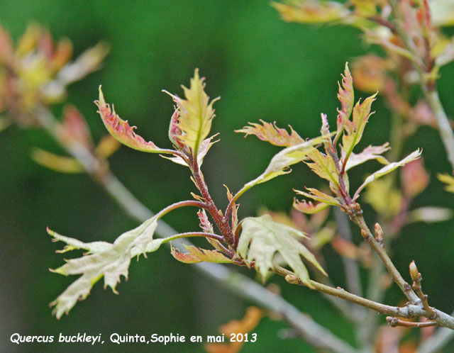 Quercus buckleyi