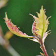 Quercus buckleyi