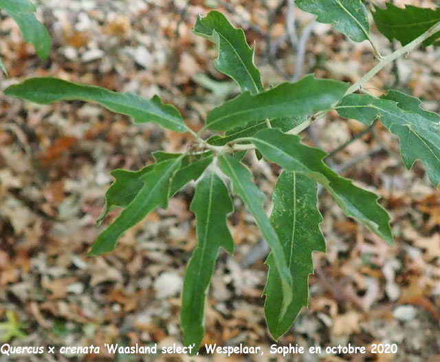 Quercus x crenata 'Waasland'