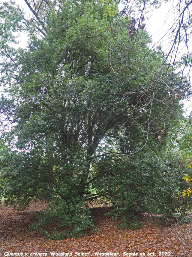 Quercus x crenata 'Waasland'