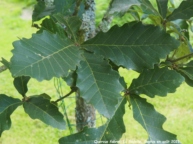 Quercus fabrei