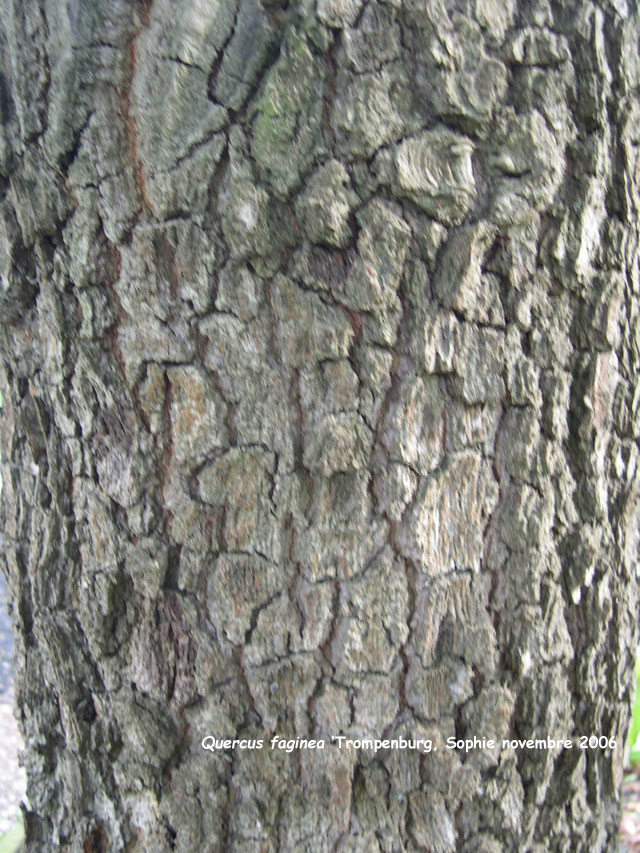 Quercus faginea