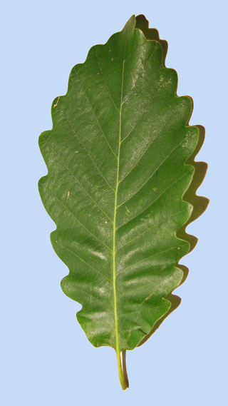 Quercus faginea