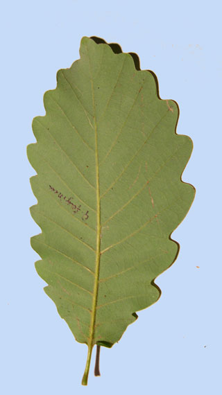Quercus faginea