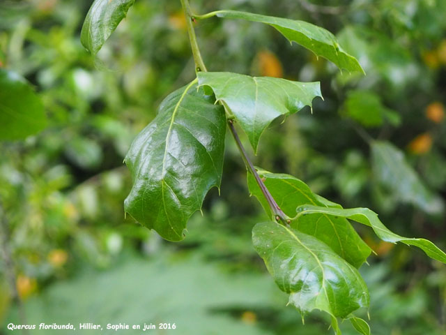 Quercus floribunda