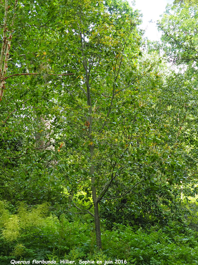 Quercus floribunda