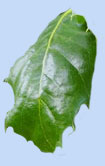Quercus floribunda