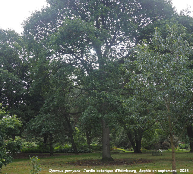 Quercus garryana