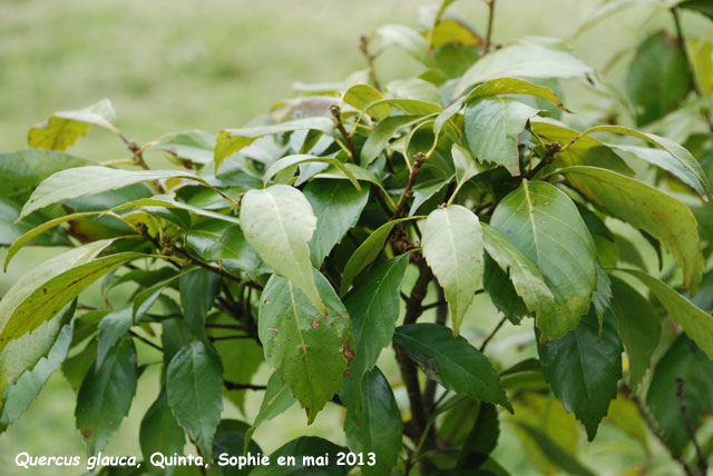 Quercus glauca