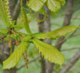 Quercus x hickelii