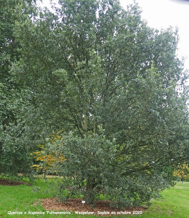 Quercus x crenata 'Fuhlamensis'