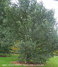 Quercus x crenata 'Fulhamensis'