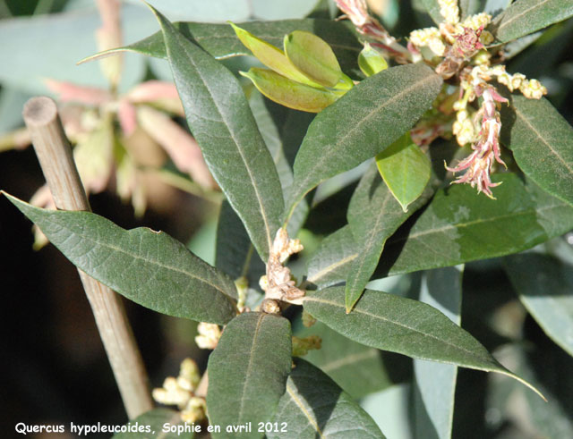 Quercus hypoleucoides