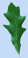 Quercus ilicifolia