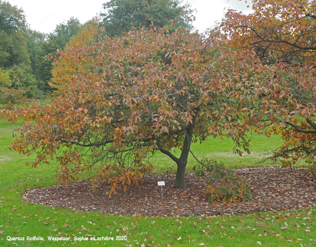 Quercus ilicifolia